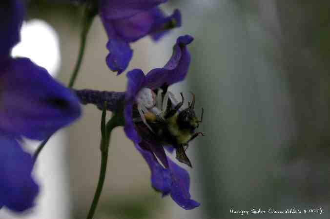 ../Images/Hungry Spider.jpg